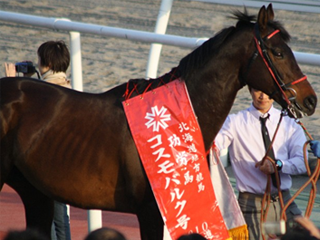 コスモバルク引退